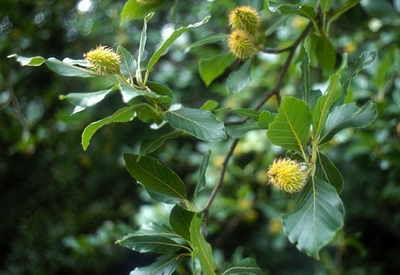 Hayucos, el fruto de la haya.