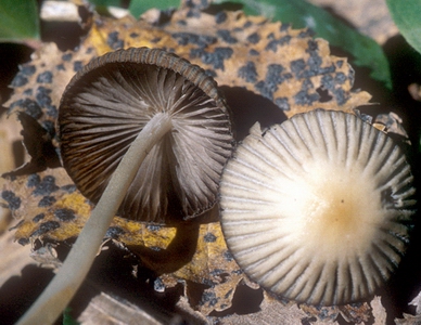 Láminas y sombrero de los hongos.