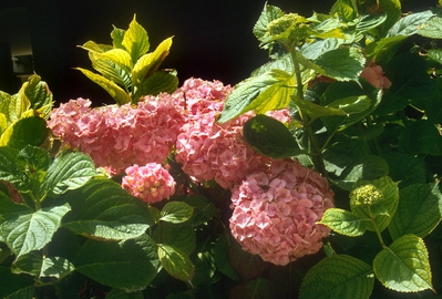 Hortensia.