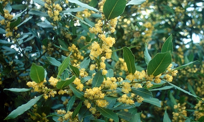 Flor del laurel.