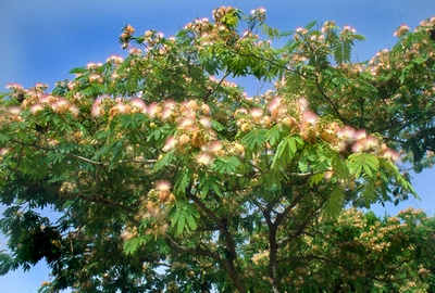 Mimosa.