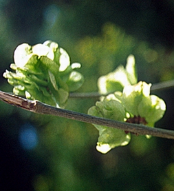 Fruto del olmo.