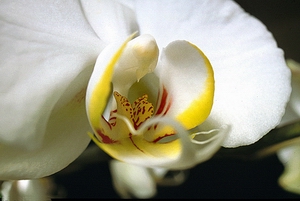 Orquídea
