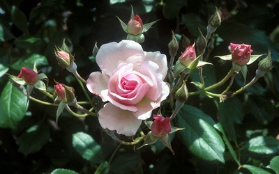 Rosal.