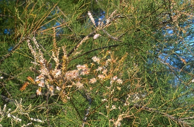 Taray, árbol en flor.