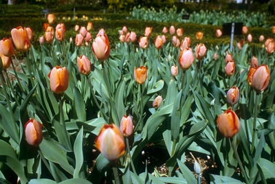 Tulipanes.