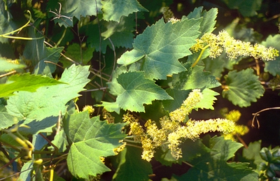 Vid en flor.