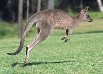 Canguro