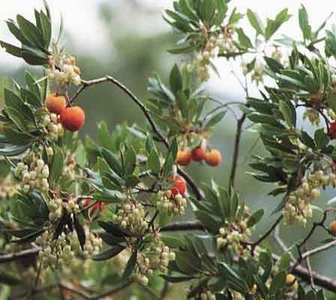 Fruto y hojas del madroño.