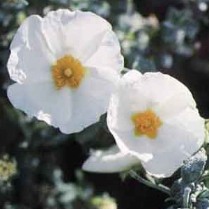 Flor de la jara.