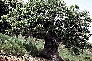 Roble. Árbol caducifolio ...