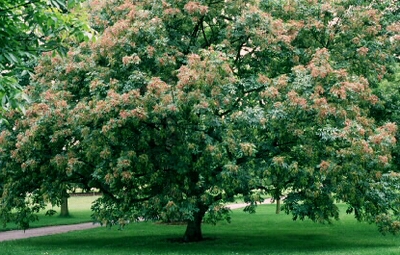 Flor de fresno.