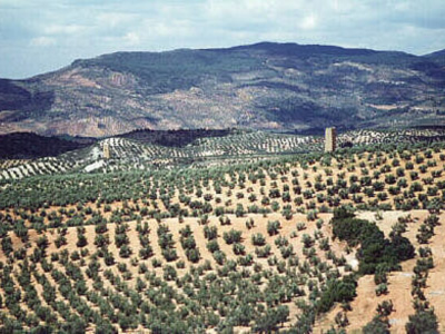 Paisaje de olivos en Jaén (España).