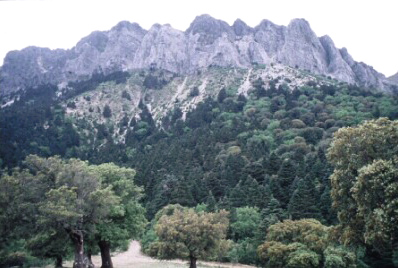 Pinsapos en la serranía de Ronda.