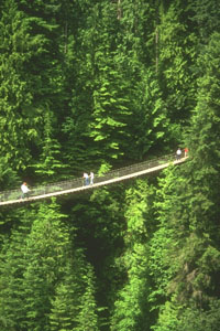 Masa boscosa de la selva