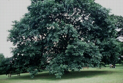 Roble albar.