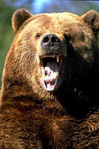 Oso pardo.