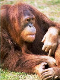 Orangután
