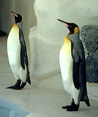  Pingüino emperador.