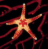 Estrella de mar