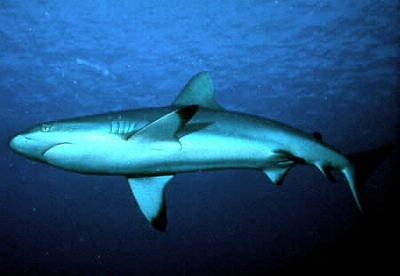 Tiburón.