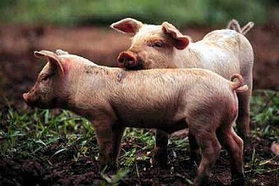 Crías de cerdo.