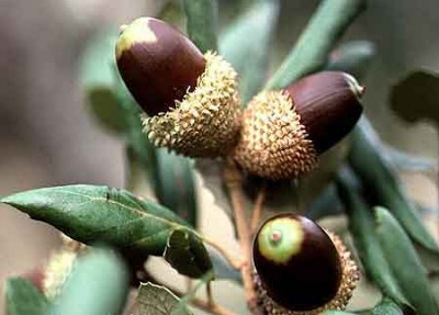 Bellotas de alcornoque.