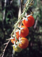 Los tomates son hortalizas.